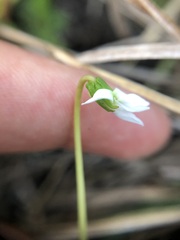 Viola vittata