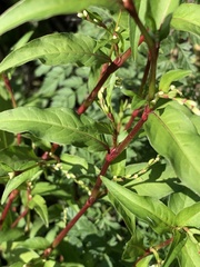 Persicaria hydropiper