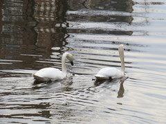 Cygnus olor