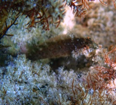 Malacoctenus macropus