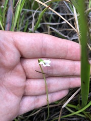 Viola vittata