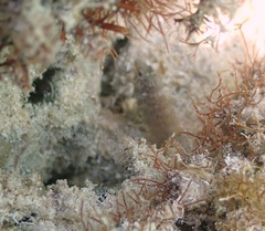 Malacoctenus macropus