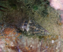 Cerithium litteratum