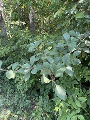 Crataegus macracantha