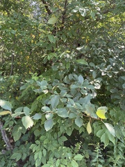 Crataegus macracantha