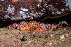 Acantholithodes hispidus