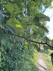 Crataegus macracantha