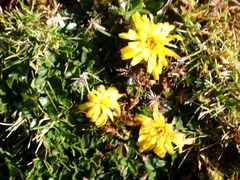 Hypochaeris sessiliflora