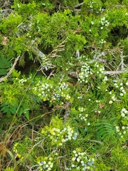 Juniperus virginiana
