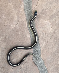 Lampropeltis californiae