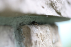 Orsilochides guttata