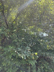 Crataegus macracantha