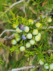 Juniperus virginiana