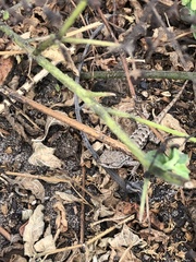 Sceloporus occidentalis bocourtii