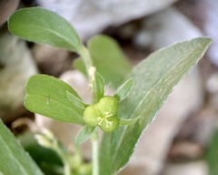 Ditaxis humilis