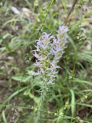 Liatris elegans