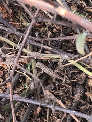 Sceloporus occidentalis bocourtii