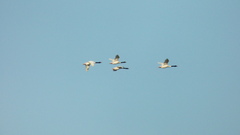 Cygnus melancoryphus