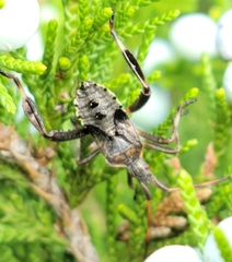 Leptoglossus clypealis
