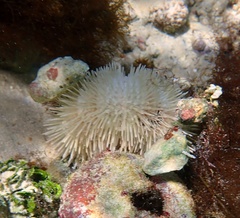 Lytechinus variegatus