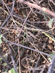Sceloporus occidentalis bocourtii