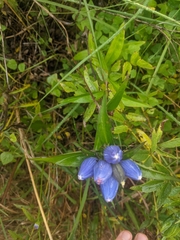Gentiana andrewsii