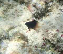 Stegastes partitus