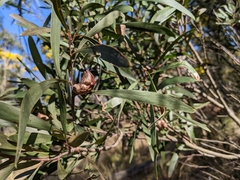 Hakea eriantha
