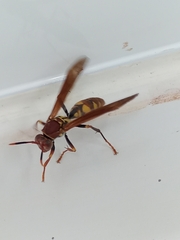 Polistes versicolor