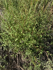 Persicaria hydropiper
