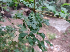 Aceria mackiei