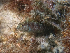 Malacoctenus macropus