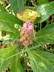 Phytolacca bogotensis
