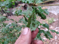 Aceria mackiei