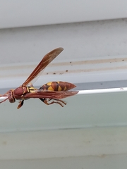 Polistes versicolor