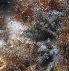 Malacoctenus macropus