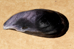 Mytilus planulatus