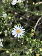 Symphyotrichum dumosum