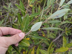Salix myricoides