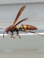 Polistes versicolor