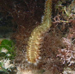 Hermodice carunculata