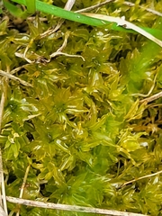 Plagiomnium cuspidatum