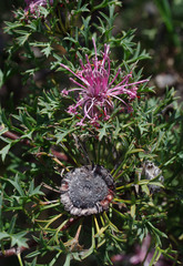 Isopogon dubius