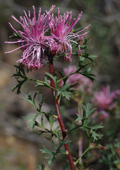 Isopogon dubius