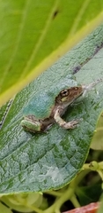 Hyla versicolor