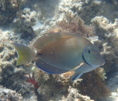 Acanthurus tractus
