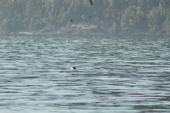 Phoca vitulina vitulina