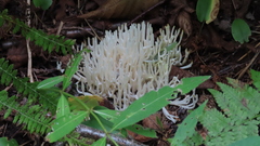 Clavariaceae
