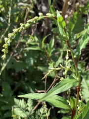 Persicaria hydropiper