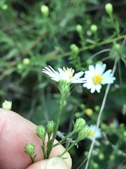 Symphyotrichum dumosum